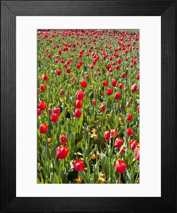 Framed Print : Field of red tulips