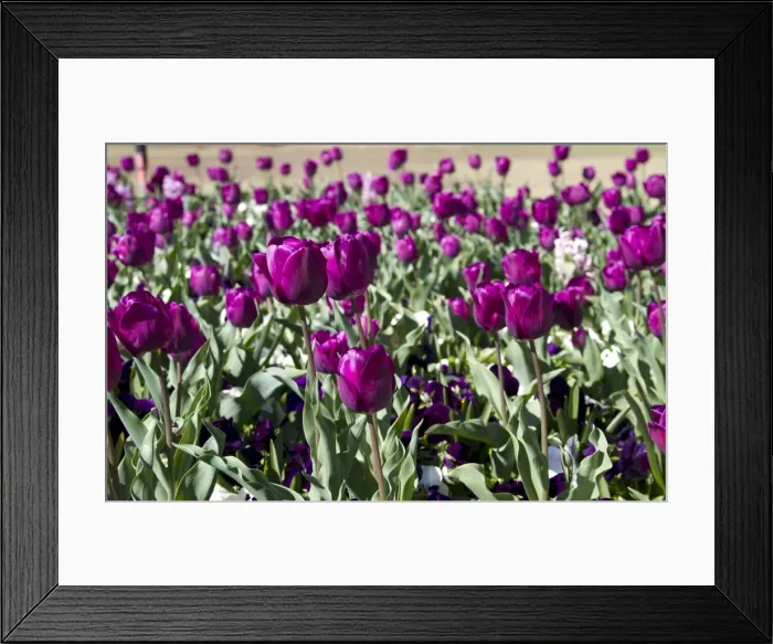 Framed Print : Flower bed