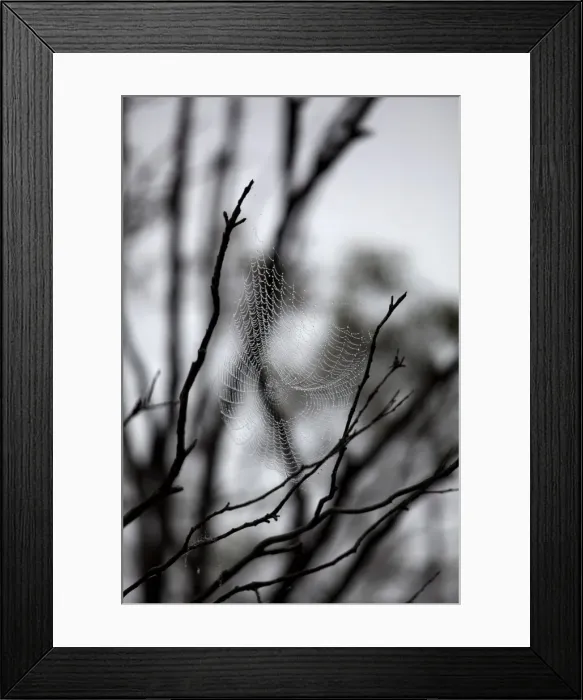 Framed Print : Winter Wonderland