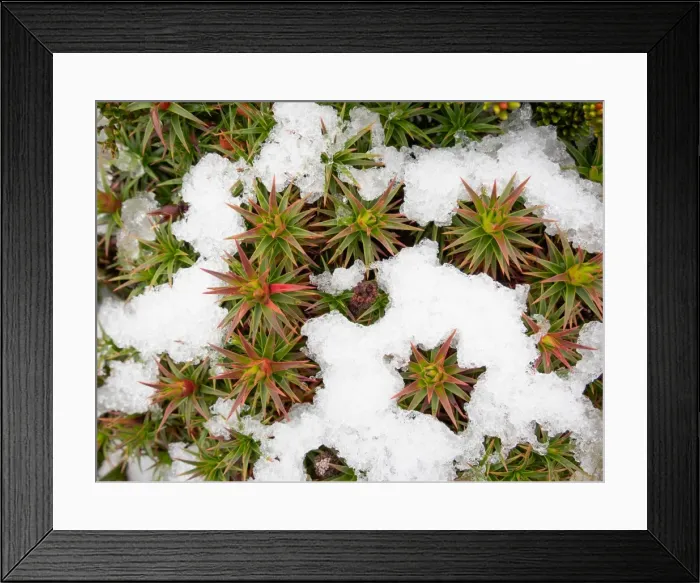 Framed Print : Winter Wonderland