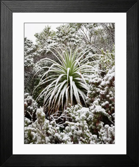 Framed Print : Fresh snow on Pandani