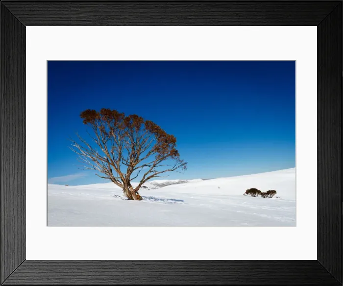 Framed Print : Winter snow gum Framed Print : Winter snow gum