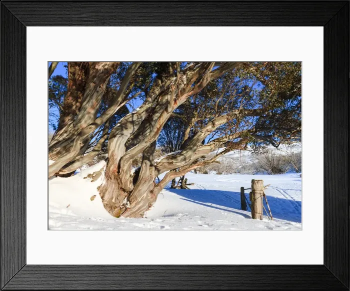 Framed Print : Gnarled old snow gums and gate
