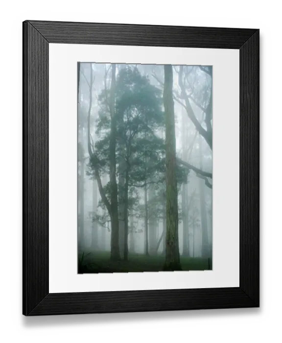 Framed Print : Arbor Day. The land of the natural giants Framed Print : Arbor Day. The land of the natural giants
