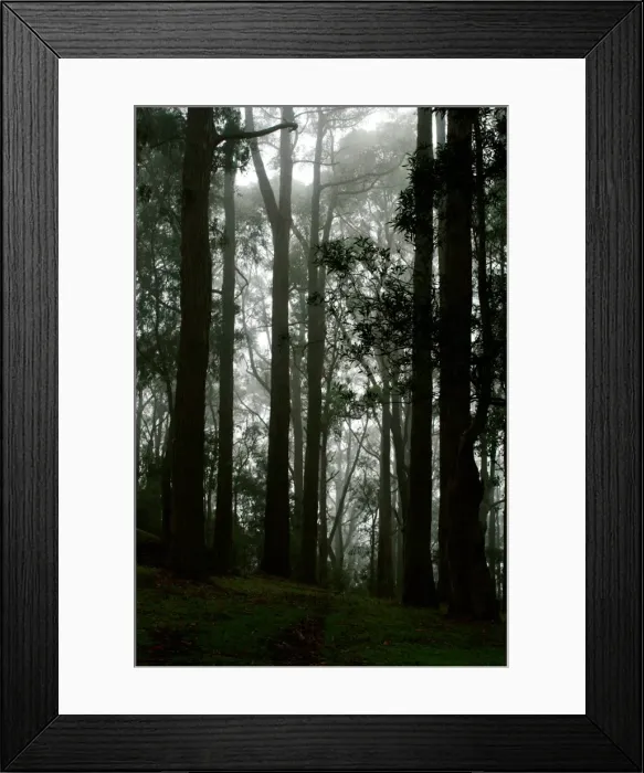 Framed Print : Arbor Day. Vertical lines of nature