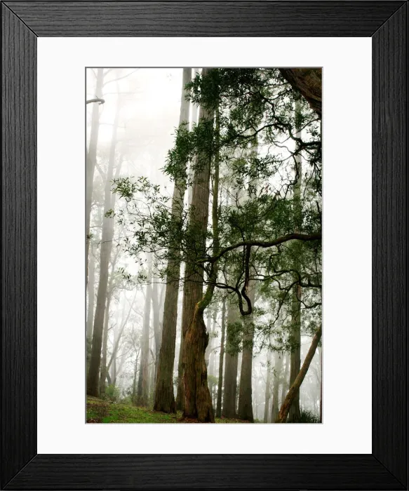 Framed Print : Arbor Day. Curvy tree Framed Print : Arbor Day. Curvy tree