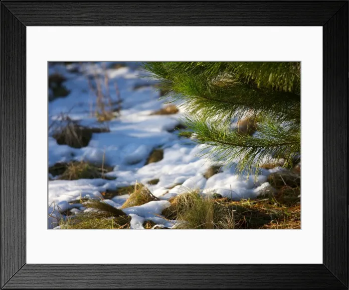 Framed Print : Corin forest soft snow