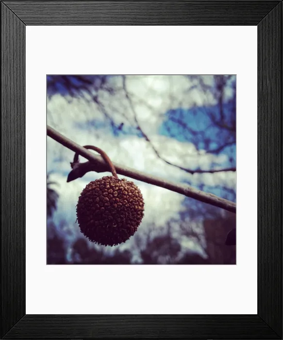 Framed Print : American sycamore seed on a chilly day