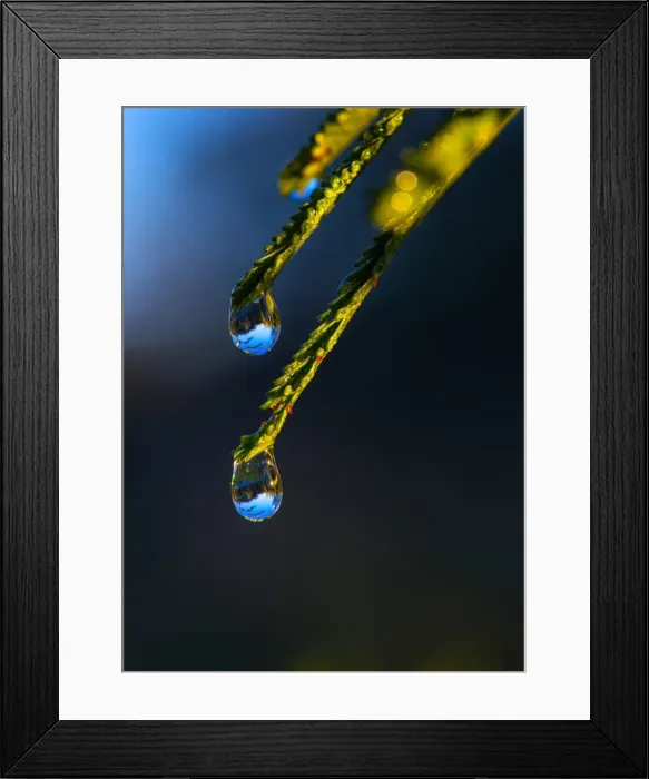 Framed Print : Morningg Dews Framed Print : Morningg Dews