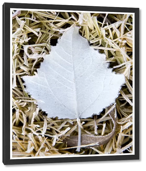 Leaf covered in frost in winter Australia