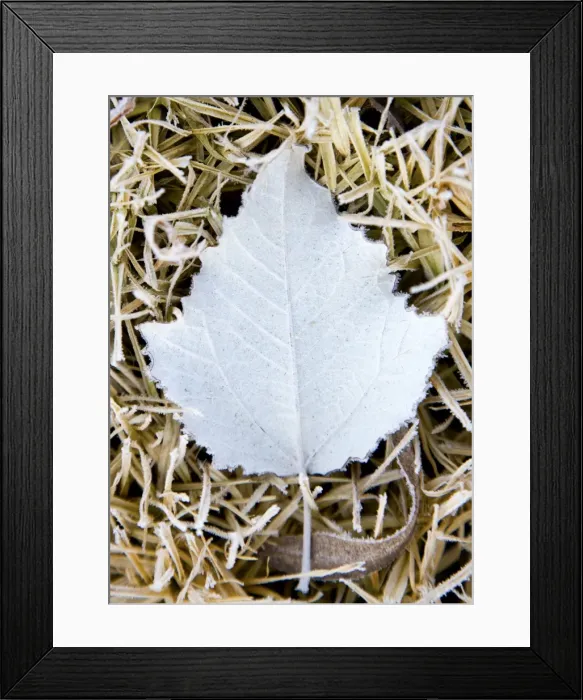 Framed Print : Leaf covered in frost in winter Australia Framed Print : Leaf covered in frost in winter Australia