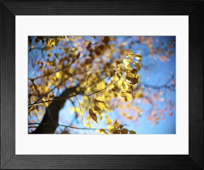 Framed Print : Leaves. Yellow leaves in winter afternoon Framed Print : Leaves. Yellow leaves in winter afternoon