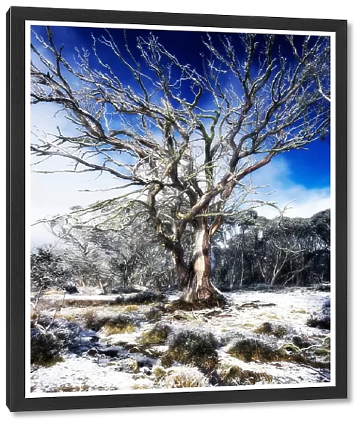 Australia, Dinner Plain, snow covered field with bare Mountain Snow Gum tree