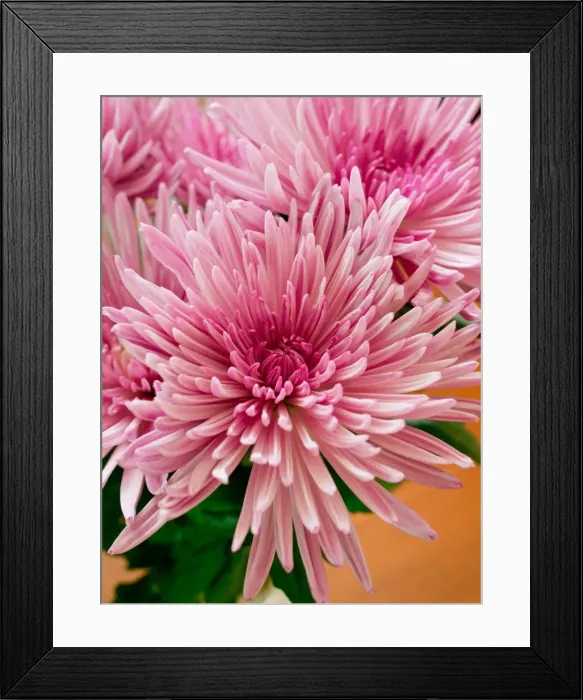 Framed Print : Bright pink flowers on a table with green leaves Framed Print : Bright pink flowers on a table with green leaves