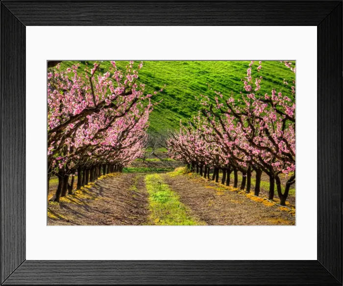 Framed Print : Growing blossoms Framed Print : Growing blossoms