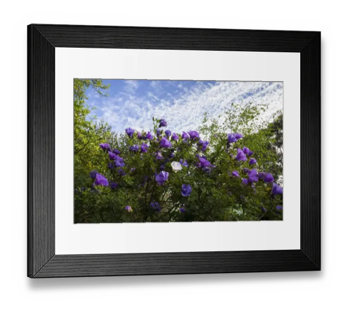 Framed Print : Spring time Framed Print : Spring time