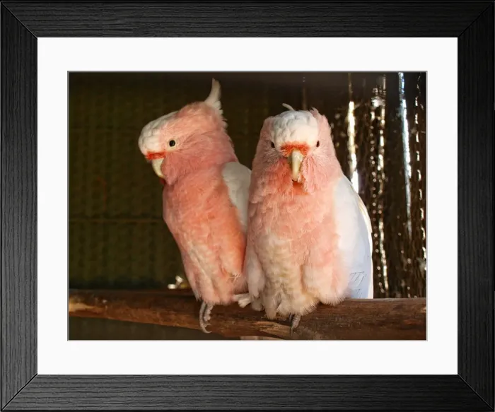 Framed Print : Close up of galahs sitting on branch