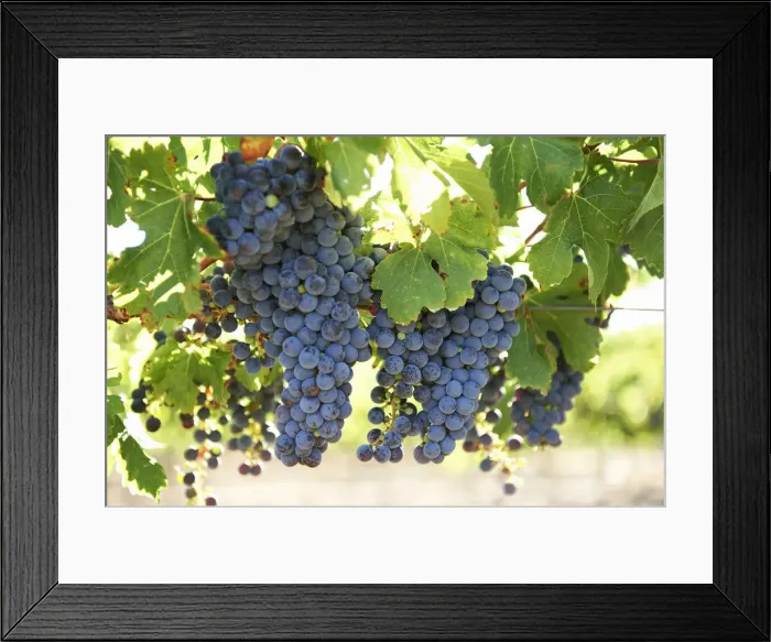 Framed Print : Grapes Framed Print : Grapes