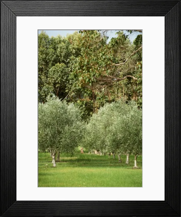 Framed Print : Olive Tree