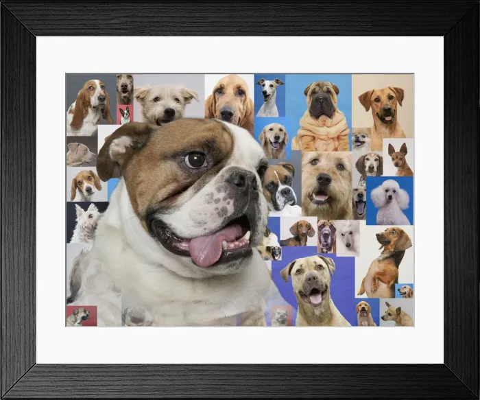 Framed Print : English bulldog and montage of various dogs