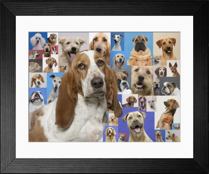 Framed Print : Basset hound and montage of various dogs Framed Print : Basset hound and montage of various dogs