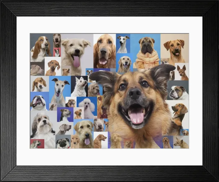 Framed Print : Montage of various dogs