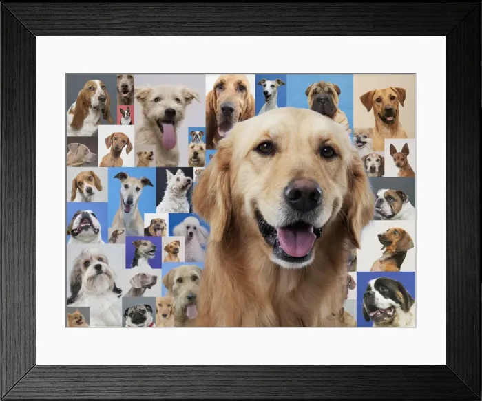 Framed Print : Golden retriever and montage of various dogs