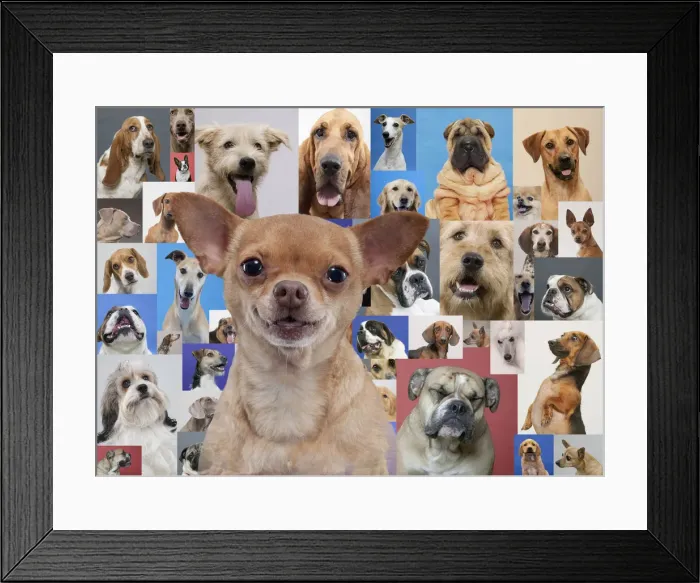 Framed Print : Chihuahua and montage of various dogs