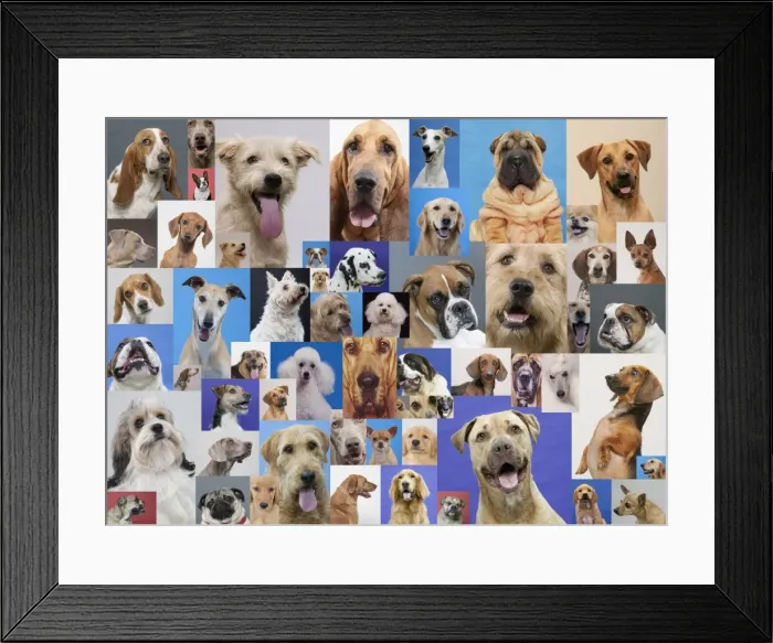 Framed Print : Montage of various dogs Framed Print : Montage of various dogs