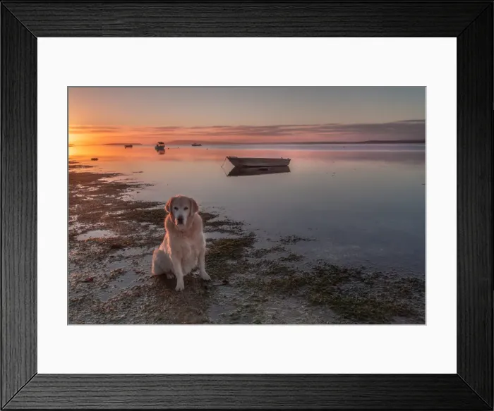 Framed Print : Golden morning Framed Print : Golden morning