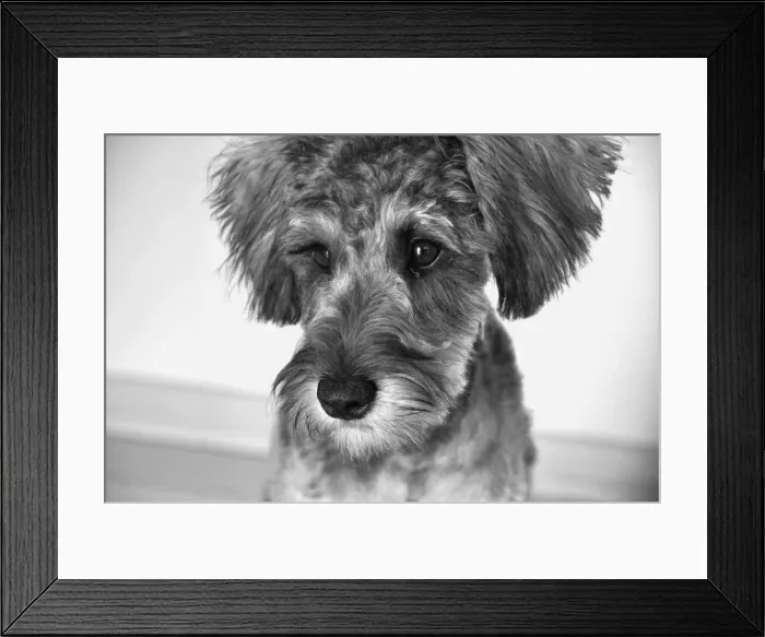Framed Print : Puppy Portrait