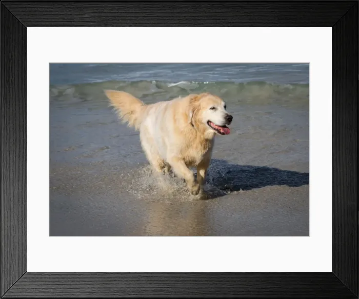 Framed Print : Happy golden retriever at the beach