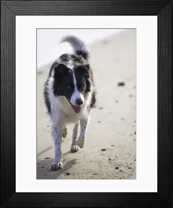 Framed Print : Out for a stroll Framed Print : Out for a stroll