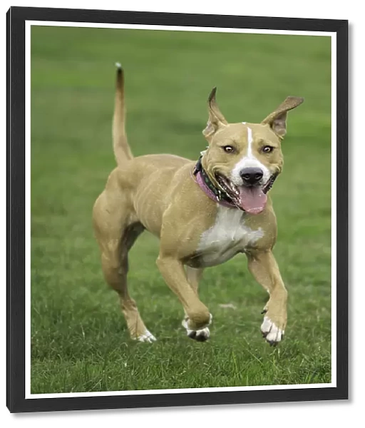 Inbound. A picture of a muscular American Pit Bull Cross dog running towards
