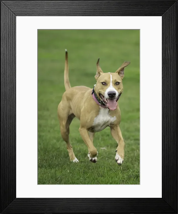 Framed Print : Inbound. A picture of a muscular American Pit Bull Cross dog running towards