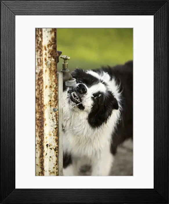 Framed Print : Clean your teeth