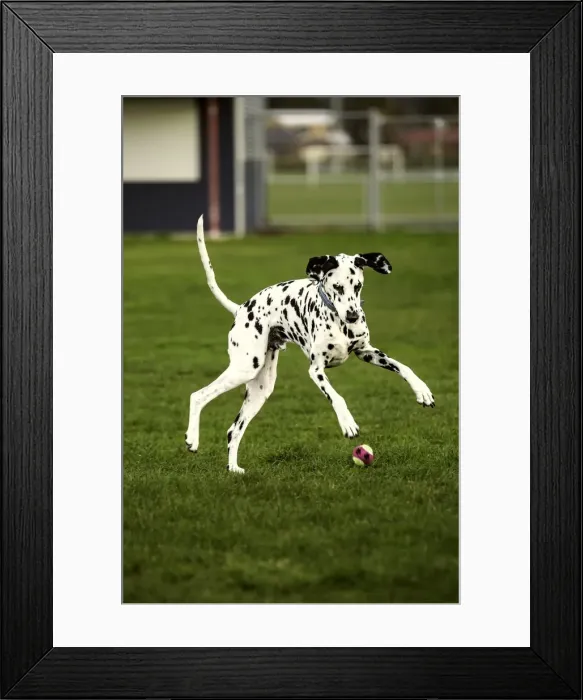 Framed Print : Pouncing. A vertical shot of a Dalmatian Dog jumping on a tennis ball