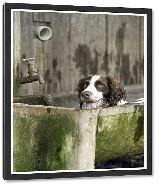 Peeking. A Spaniel dog laying in a concrete tub with her face looking over the top