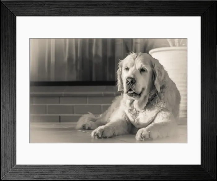 Framed Print : Old golden retriever in black and white Framed Print : Old golden retriever in black and white