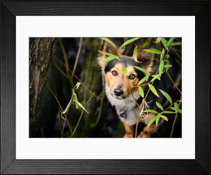 Framed Print : Peeking through the leaves