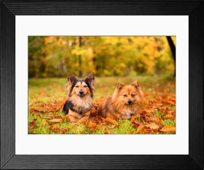 Framed Print : Autumn Pooches