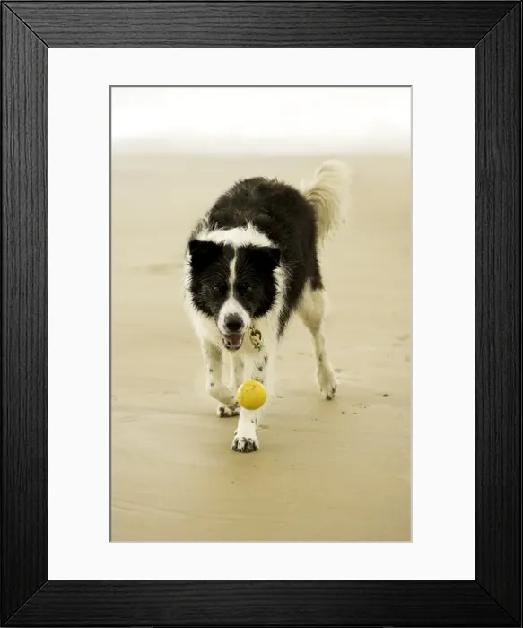 Framed Print : Catch. A border collie dog dropping a ball on a beach looking at camera Framed Print : Catch. A border collie dog dropping a ball on a beach looking at camera