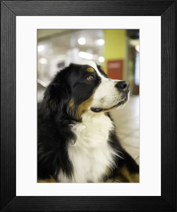 Framed Print : Dog Shopping