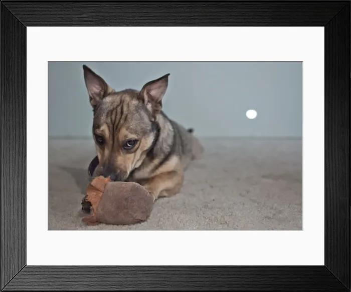 Framed Print : Puppy chewing toy