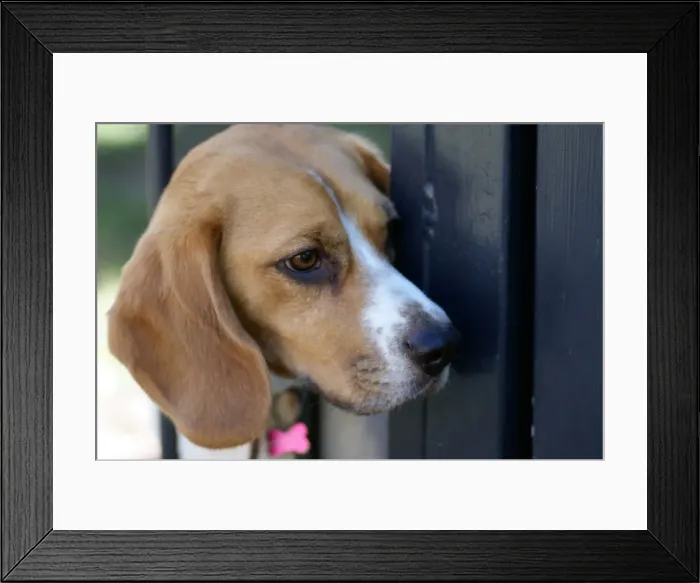 Framed Print : Beagle on the lookout