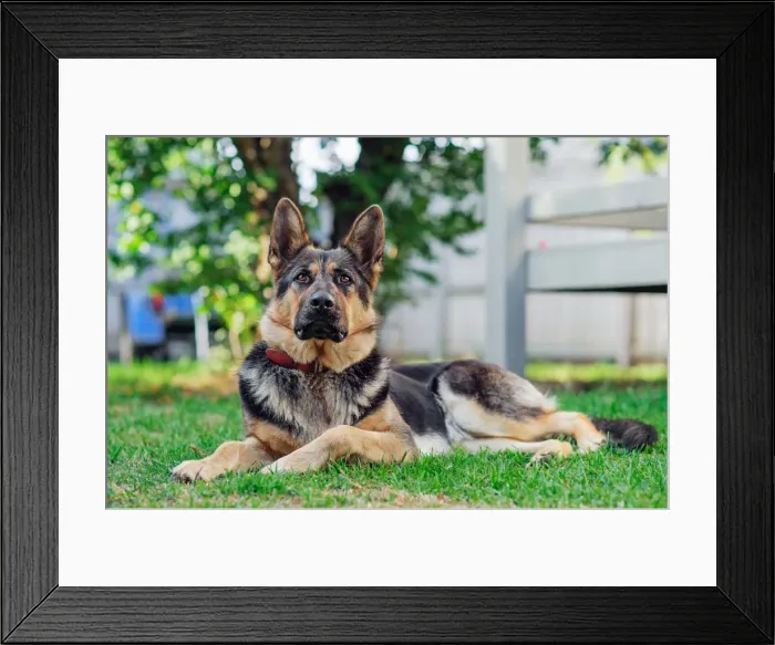 Framed Print : German Shepherd lying on the grass Framed Print : German Shepherd lying on the grass
