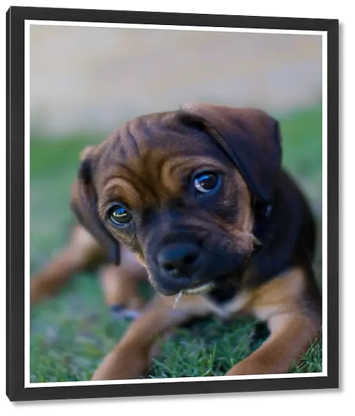 Puggle puppy on lawn