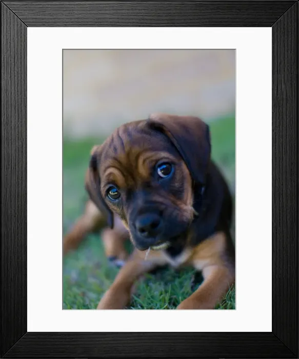Framed Print : Puggle puppy on lawn Framed Print : Puggle puppy on lawn