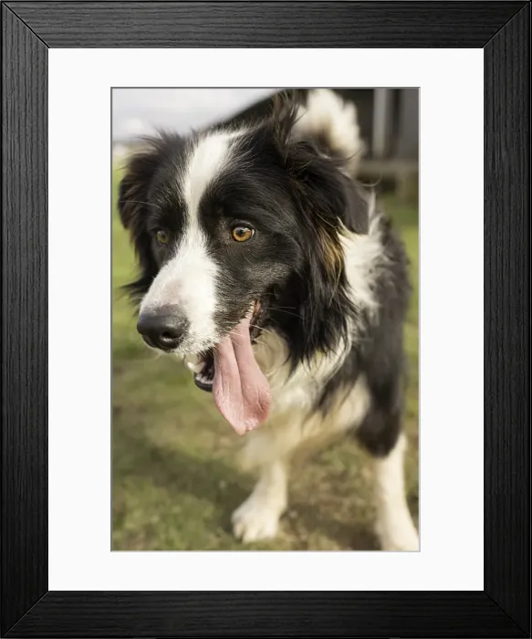 Framed Print : Scruffy boy Framed Print : Scruffy boy