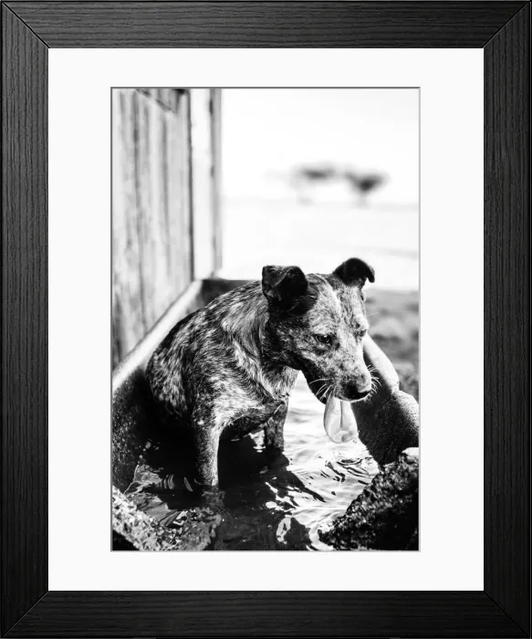 Framed Print : Taking A Dip